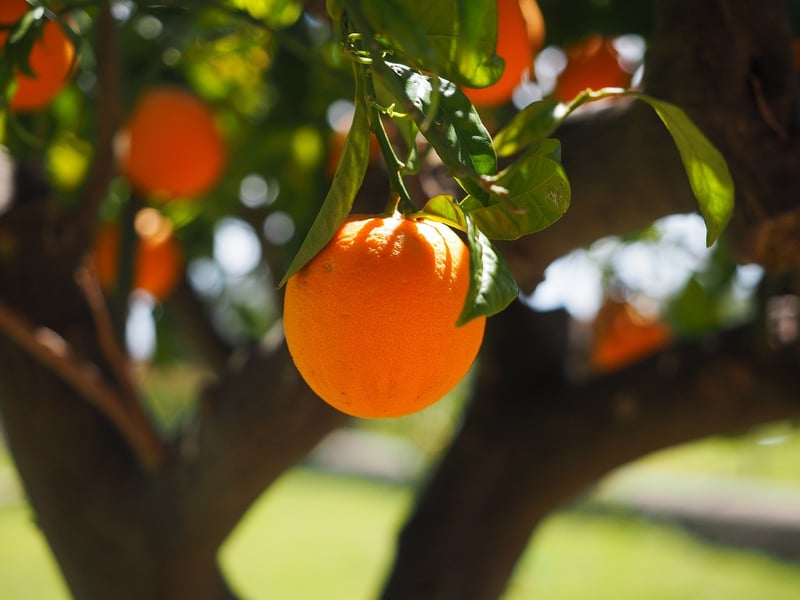 Citrus Fruits